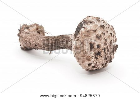 Strobilomyces Strobilaceus Mushroom