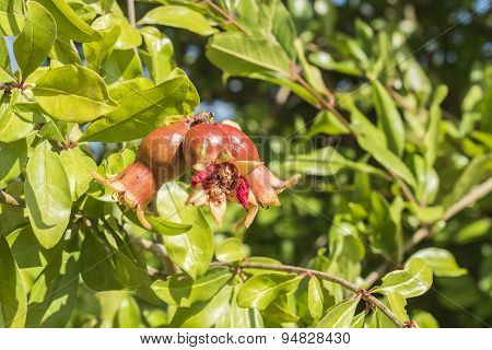 Pomegranate Flower