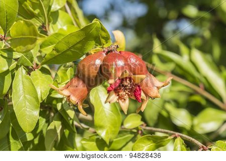 Pomegranate Flower