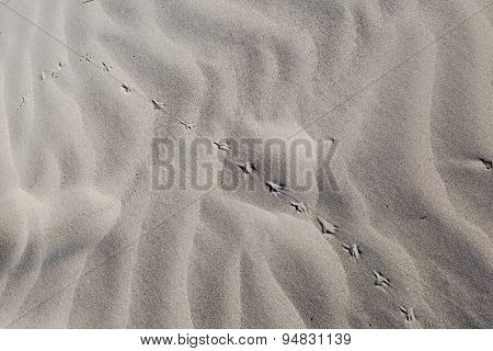 Spoor On Sand