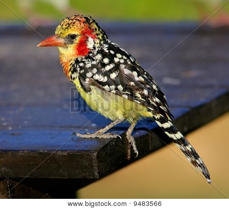Trachyphonus Erythrocephalus