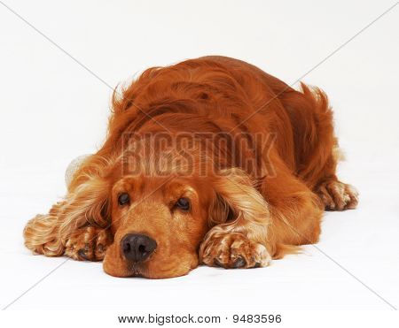 Engelsk cocker spaniel