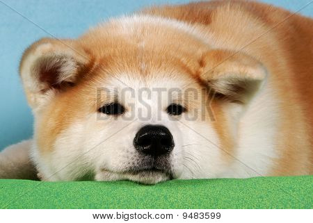 Akita Inu