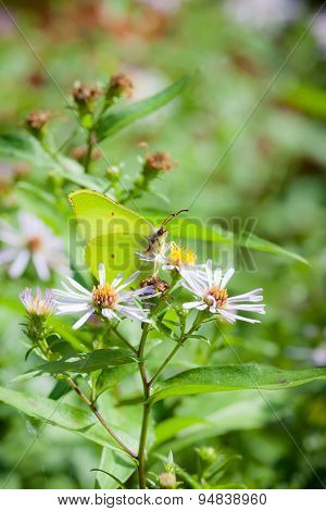 Butterfly and flower in summer nature