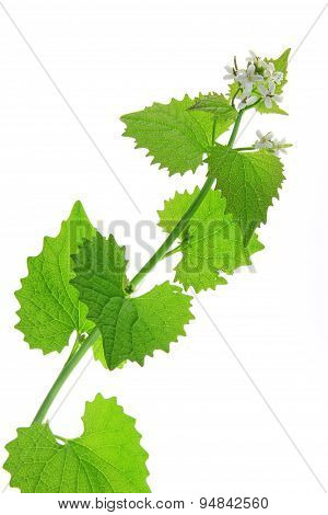 Garlic Mustard (Alliaria petiolata)