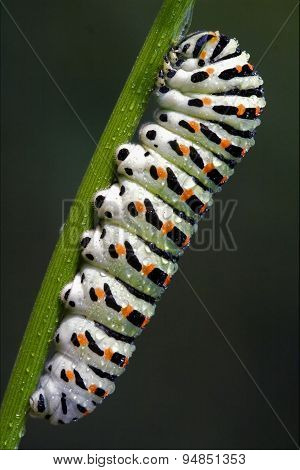In A Green Tree Of Wild Fennel