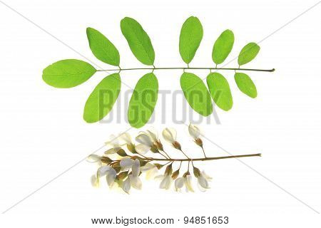 Black Locust (Robinia pseudoacacia)