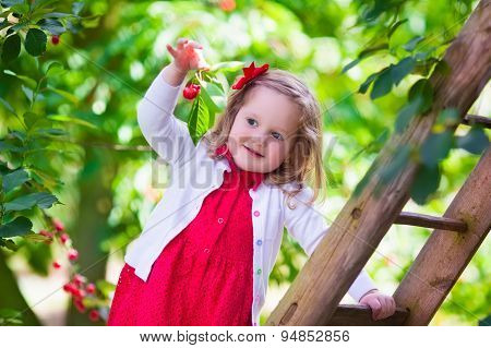 Little Girl Picking Fresh Cherry Berry In The Garden