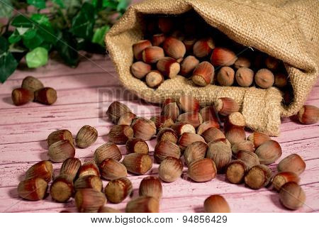 Hazelnuts spilled out of the bag