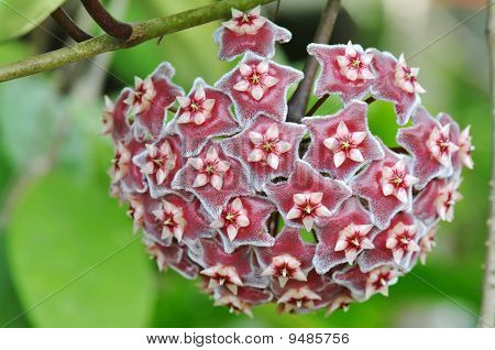 ワックスの花