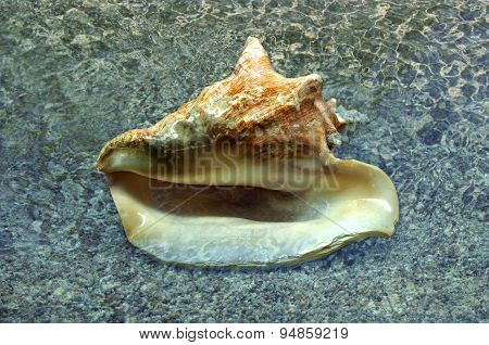 Seashell On Shore
