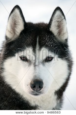 에스키모 개 초상화