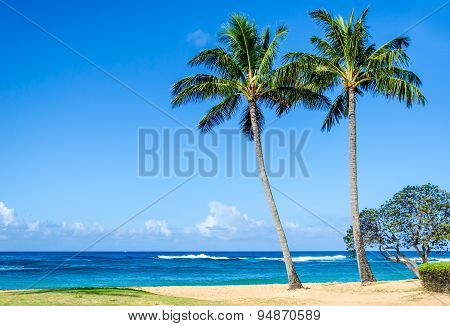 Cococnut Palm Trees On The Sandy Poipu Beach In Hawaii