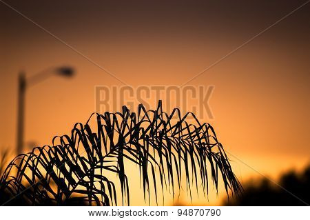 Orange Sunset Behind A Palm Tree