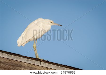 Snowy Egret Perched On A Covered Fishing Pier Roof