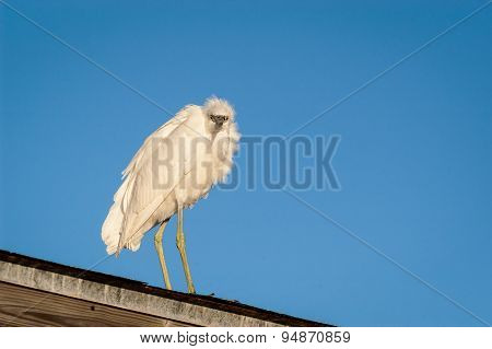 Snowy Egret Perched On A Covered Fishing Pier Roof