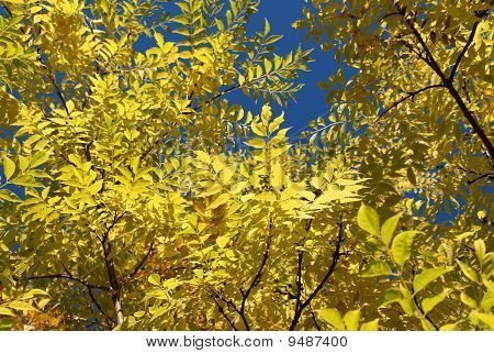Gelbe Herbstlaub und blauer Himmel