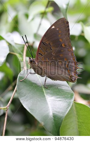 Blue-spotte Charaxes Butterfly