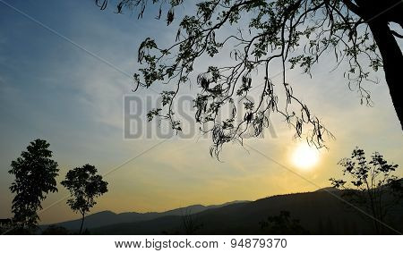 Backlit trees branches and sunset sky on evening time