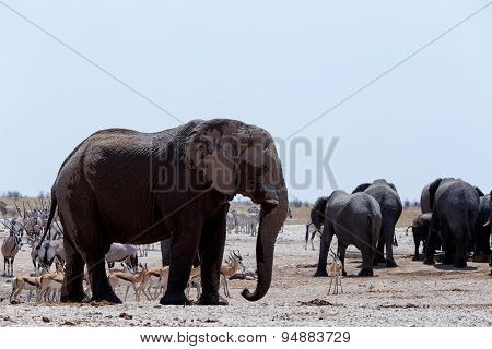 Crowded Waterhole With Elephants, Zebras, Springbok And Orix
