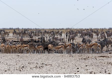 Crowded Waterhole With Elephants, Zebras, Springbok And Orix