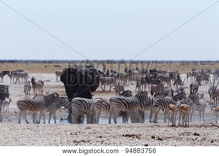 Crowded Waterhole With Elephants, Zebras, Springbok And Orix