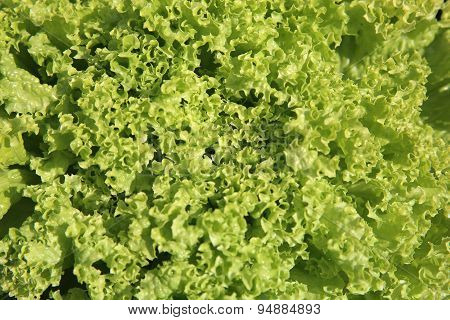Batavia Lettuce