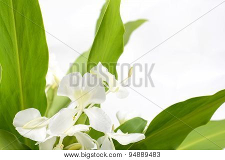 Ginger lily flower