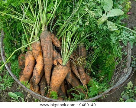 Zanahorias frescas cosechadas con suelo