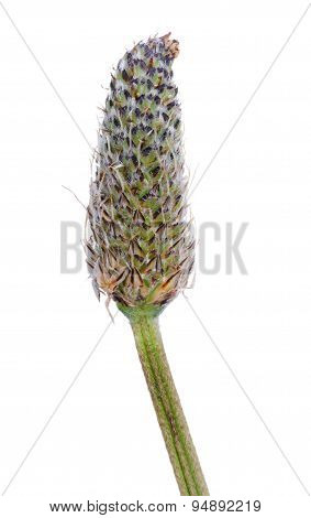 Ribwort Bloom
