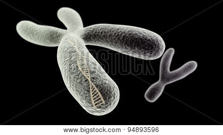 X Chromosome With Dna Helix Inside And Y On The Close Up Version