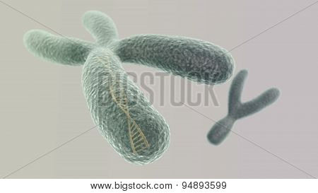 X Chromosome With Dna Helix Inside And Y On The Black Background (close Up)