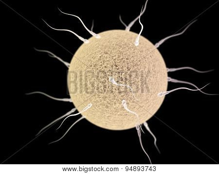 Many Spermotozoons With Egg On The Black Background