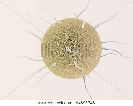 Many Spermotozoons With Egg On The Light Background