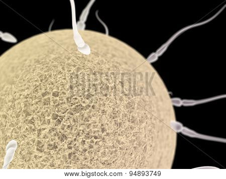Spermotozoons With Egg Close Up On The Black Background