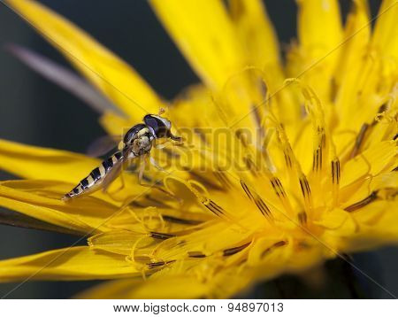 Tiny Hoverfly