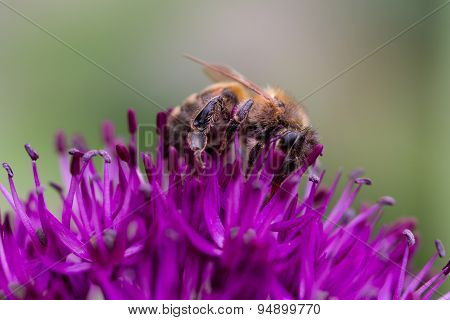Bee on Allium flower