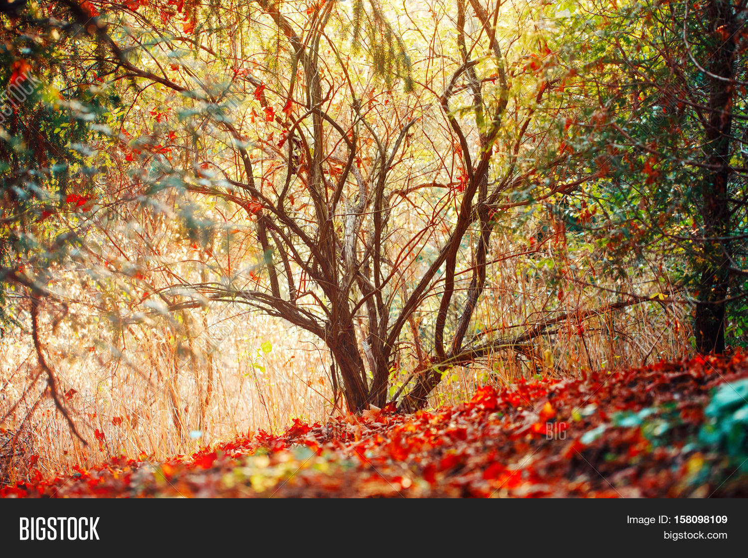 Beautiful Autumn Fall Image & Photo (Free Trial) | Bigstock