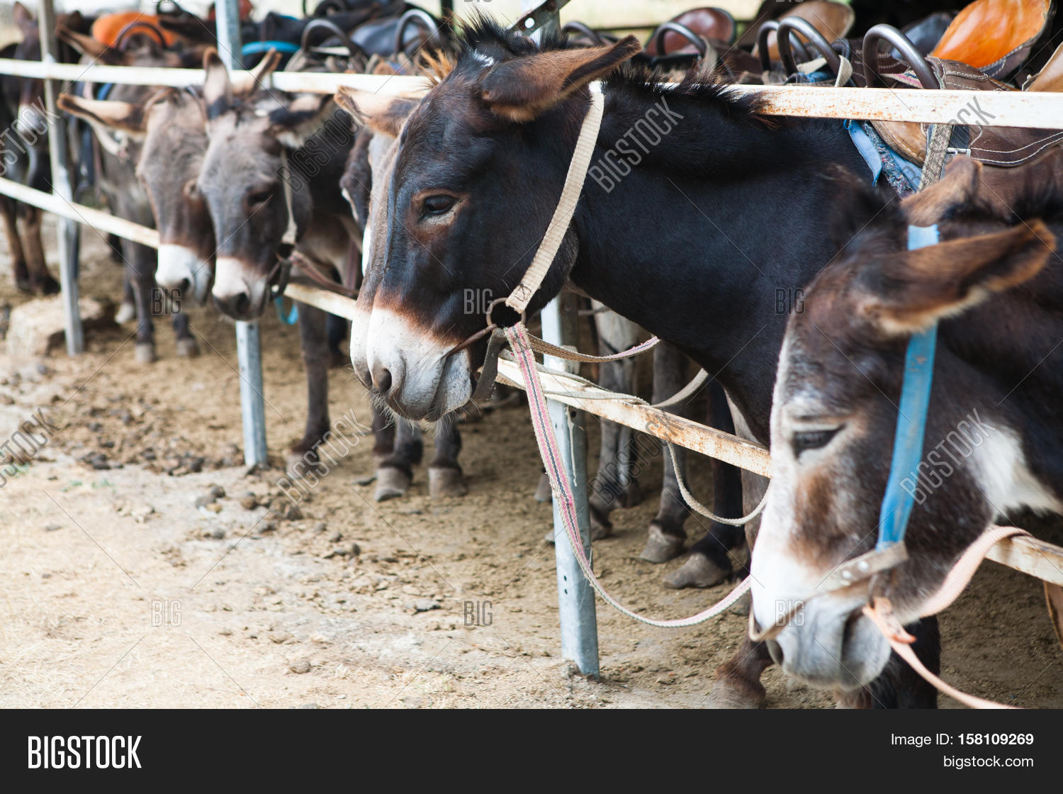 Donkeys Stall. Donkey Image & Photo (Free Trial) Bigstock