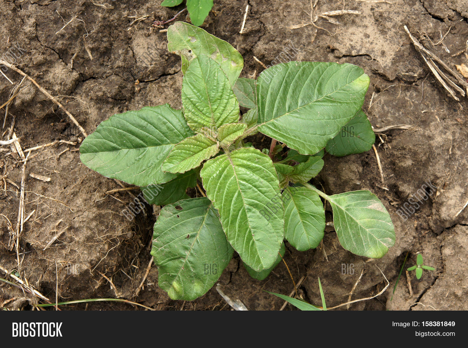 weed medicinal plant image photo free trial bigstock redroot pigweed