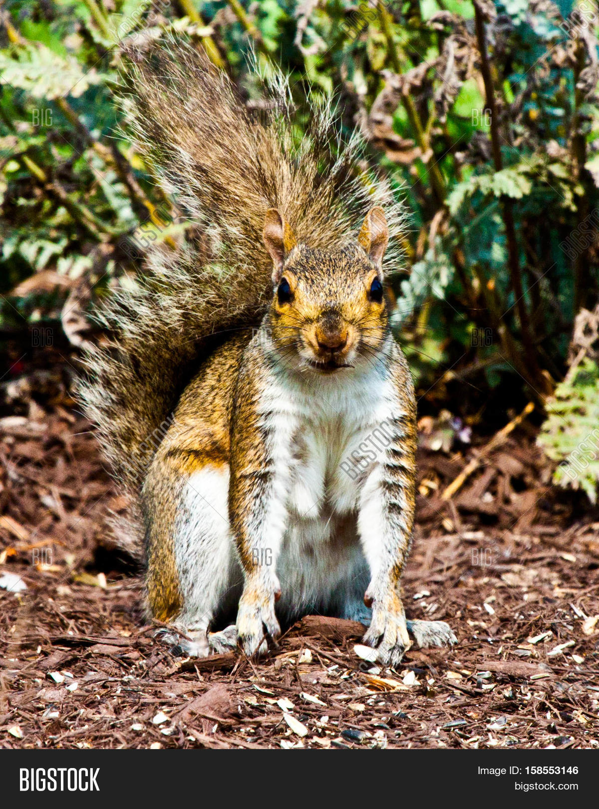 Surprised Squirrel Image & Photo (Free Trial) Bigstock