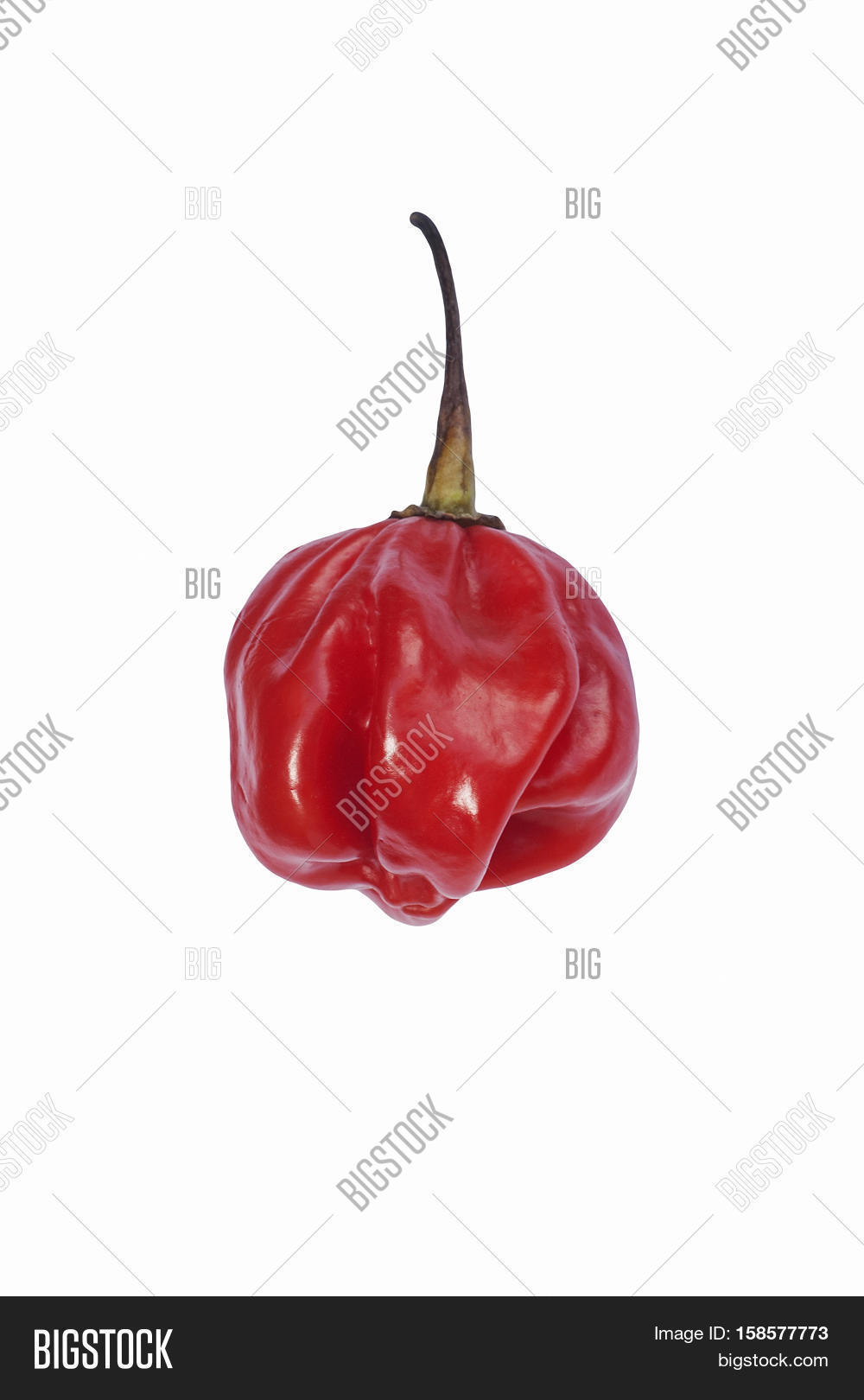 Jamaican Hot Pepper ( Image & Photo (Free Trial) Bigstock