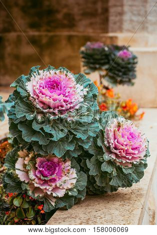 Purple and green decorative cabbage, ornamental cabbage plants. Top view on flowering ornamental cabbage. Pattern created from a lot of flowers growing in garden.
