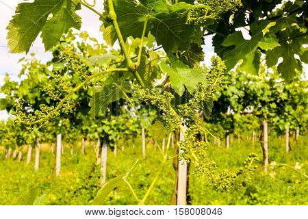 Unripe Grape Bunches
