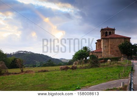 Cow grazing in the countryside. Church of Nuestra Snora de Septiembre in the background Arce. Spain