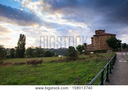 Cow grazing in the countryside. Church of Nuestra Snora de Septiembre in the background Arce. Spain