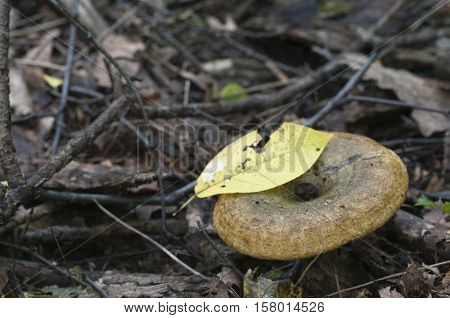 Lactarius turpis mushroom also known as Ugly Milk-cap