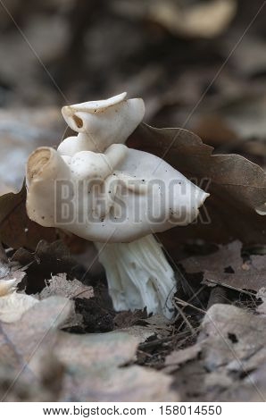 Helvella crispa (white saddle) mushroom close up shot