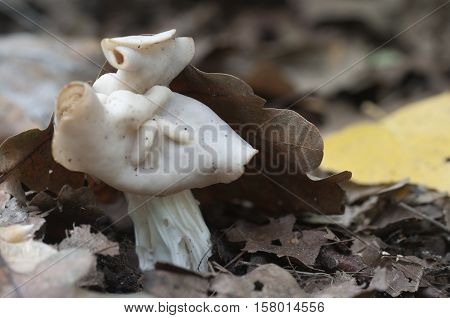 Helvella crispa (white saddle) mushroom close up shot