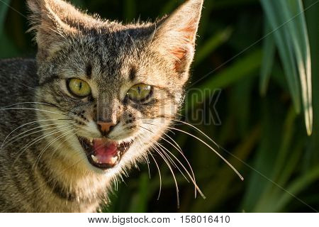 A meowing grey cat with black stripes and white jaw is standing in front of a green bush